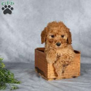 Jordon, Miniature Poodle Puppy